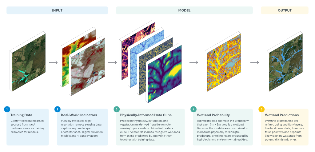 Five-step WetlandSense workflow from input through model to output: confirmed wetland training areas; high-resolution remote sensing including digital elevation models and four-band imagery; a physically informed data cube of hydrology, saturation, and vegetation predictors; wetland probability estimated for each three-meter cell; and refined wetland predictions using ancillary layers such as land cover.