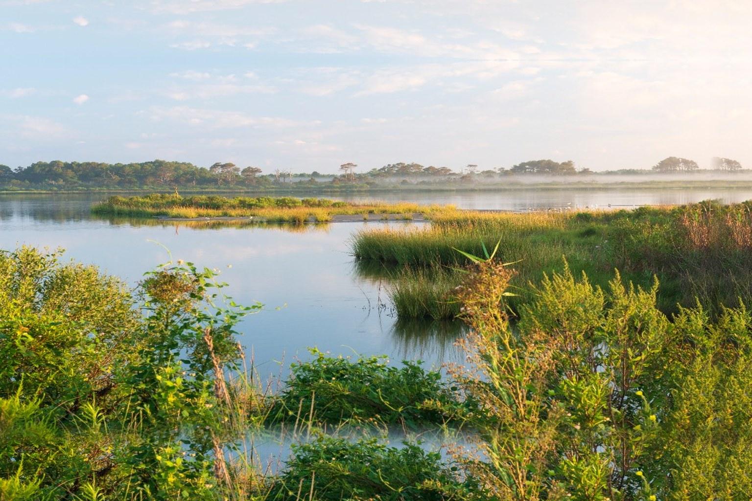 Wetland landscape with marsh grasses, calm water, and treeline at dawn